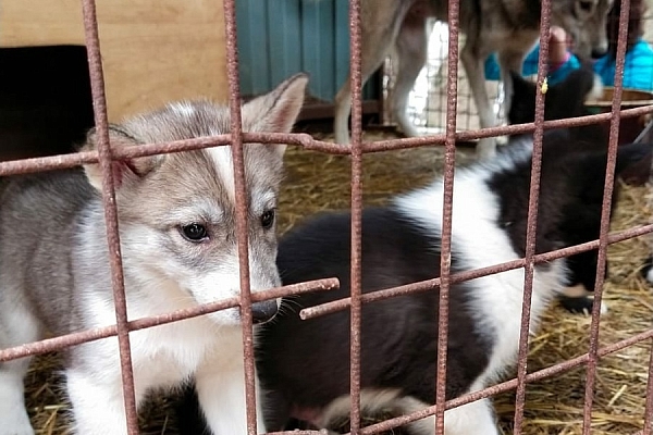 Обнимать и гладить